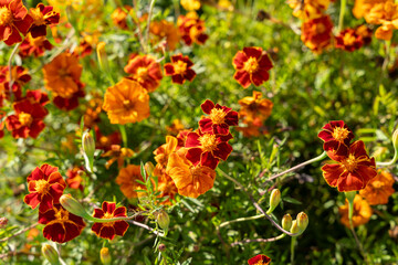 Vibrant Signet Marigold Flowers in Full Bloom in Lush Garden Setting.