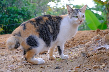Calico Cat with Green Eyes Standing on Dirt Path in Natural Outdoor Setting