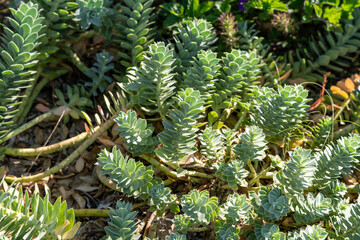 Top view of vibrant Myrtle Spurge in a garden, showcasing its spiral foliage.