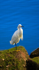 Ardeidae é a família de aves pelecaniformes (tradicionalmente classificadas como ciconiformes) que inclui os socós e as garças.