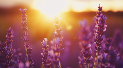 Stunning Lavender Fields at Sunset with Vibrant Purple Rows and Golden Hour Tranquility in a Picturesque Landscape






