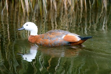 Female Paradise Shelduck Swimming Gracefully on a Pond