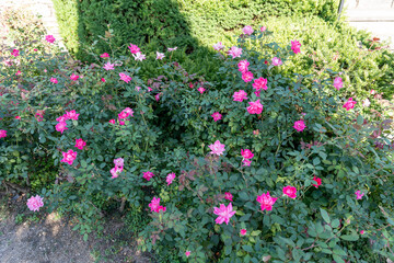 Vivid Double Pink Knock Out Shrub Roses in Bloom Against Lush Green Foliage.