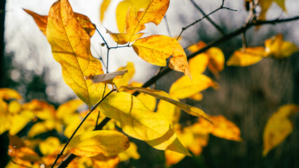 The yellow leaves, shining brilliantly under the warm sunshine