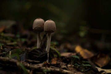 森の中で生えていた傘が開く前のカラカサタケ