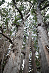 Obraz premium messmate eucalyptus trees in a forest against a bright sky
