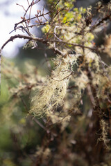 white moss dangling from tree branch
