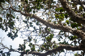 branches of a tree against a bright sky