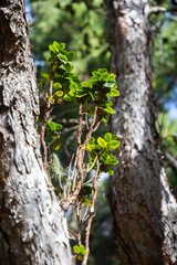 small branches growing from large tree trunk