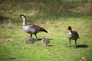 Two Nene Birds with Two Hatchling Babies in Field © Alyssa