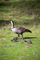 Nene Bird with Two Hatchling Babies in Field