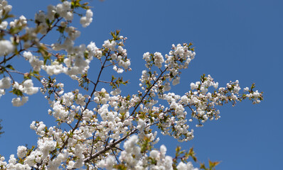 sakura tree flower blooming botanical background in spring