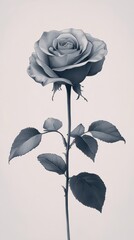 A Single Elegant Rose Stem and Leaves