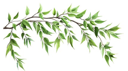 A branch of willow tree with long, flowing leaves, isolated on a white background
