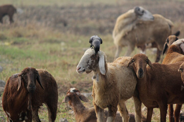 Carrion crow on the shepherd head