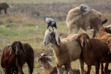 Carrion crow on the shepherd head