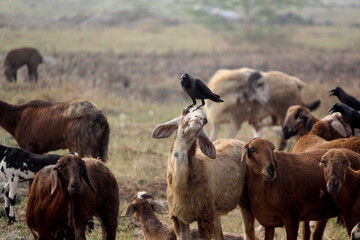 Carrion crow on the shepherd head