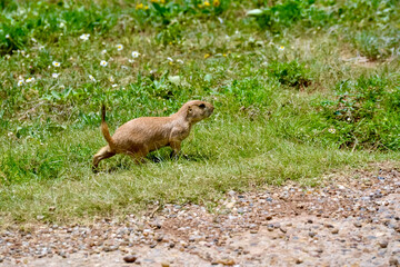 Prairie Dog in Natural Habitat on a Sunny Day