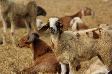 goats on road beside farm land