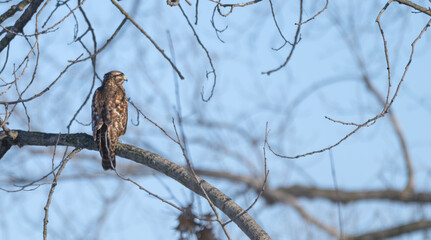 Red-shouldered hawk perched in a bare tree.
