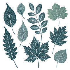 Fototapeta premium set of leaves
