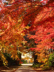 紅葉したカエデの小道