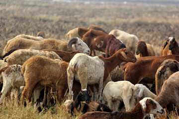 goats on road beside farm land