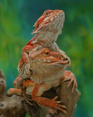 bearded dragon lizard on a rock