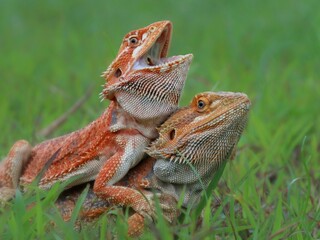 bearded dragon lizard