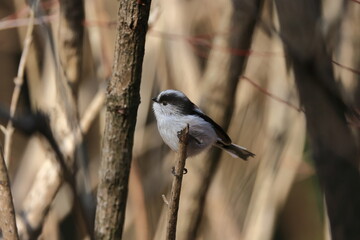 Long-tailed Tit looking for food cheerfully