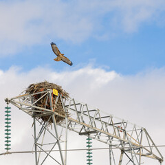 Adult Red-tailed Hawk and nest in the top of a power line tower