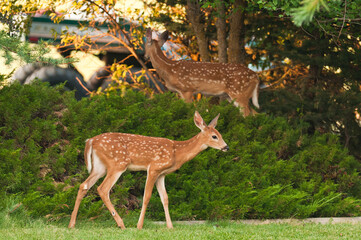 Young spotted fawn walking through a garden in the countryside