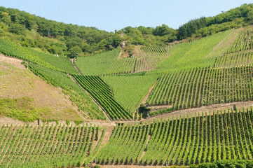 Rhineland Vinyards and castles
