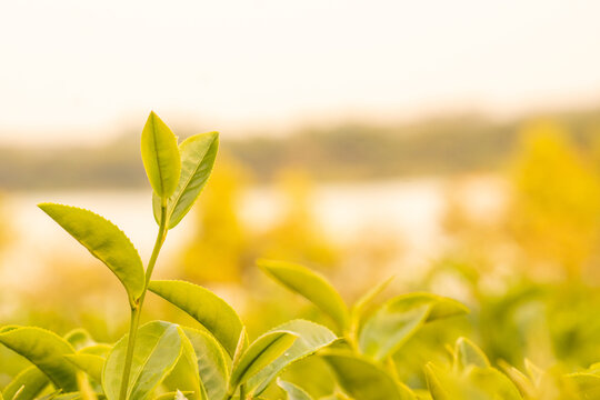 
Planting, Tea, Garden, Young Leaf Green Tea Tree, Herbs, Organic Farm Green Tea Tree, Camellia sinensis, Closed Tea Plantation, Fresh Tree