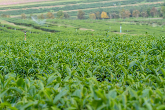 
Planting, Tea, Garden, Young Leaf Green Tea Tree, Herbs, Organic Farm Green Tea Tree, Camellia sinensis, Closed Tea Plantation, Fresh Tree