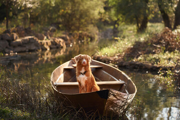 A Golden Retriever relaxing in a wooden boat surrounded by soft natural light and greenery. The...