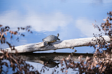 Florida Turtle hanging out on tree branch with reflection
