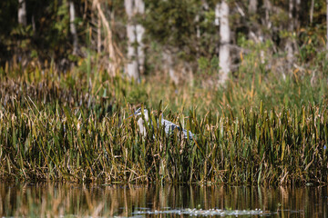 Egret is hiding in the grass in South Florida