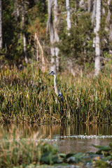 Egret with neck outstretched popping out from grass