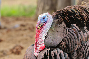 closeup of a male turkey (meleagris gallopavo) in strutt mode