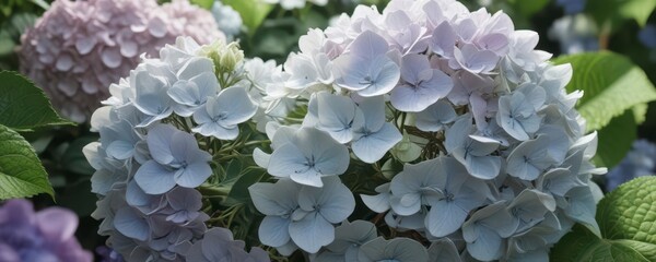 Close-up of delicate hydrangea petals unfolding from a compact cluster amidst lush garden blooms and leaves ,  bloom,  floral,  garden