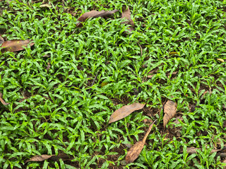 fresh green grass texture
