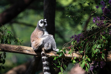 Ring-tailed lemur (Lemur catta) sitting on a branch