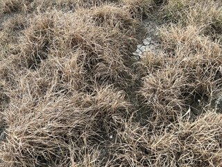 dry grass on the dry ground