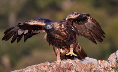 a majestic golden eagle in the mountain