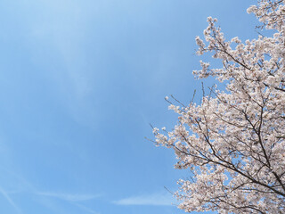 青空をバックに咲き誇る日本の桜