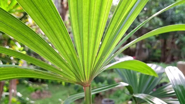mangrove fan palm leaves, licuala spinosa