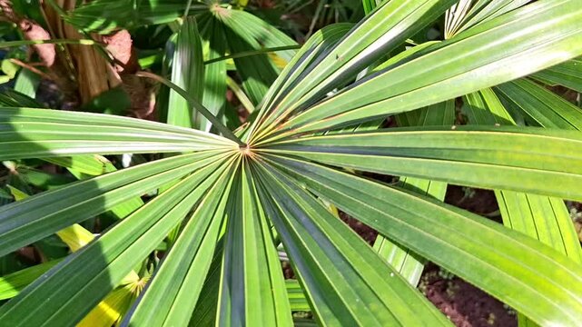 mangrove fan palm leaves, licuala spinosa