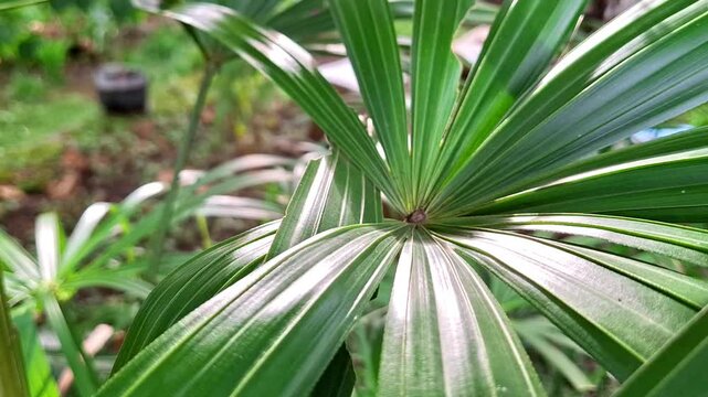 mangrove fan palm leaves, licuala spinosa