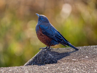 地面を歩くイソヒヨドリ